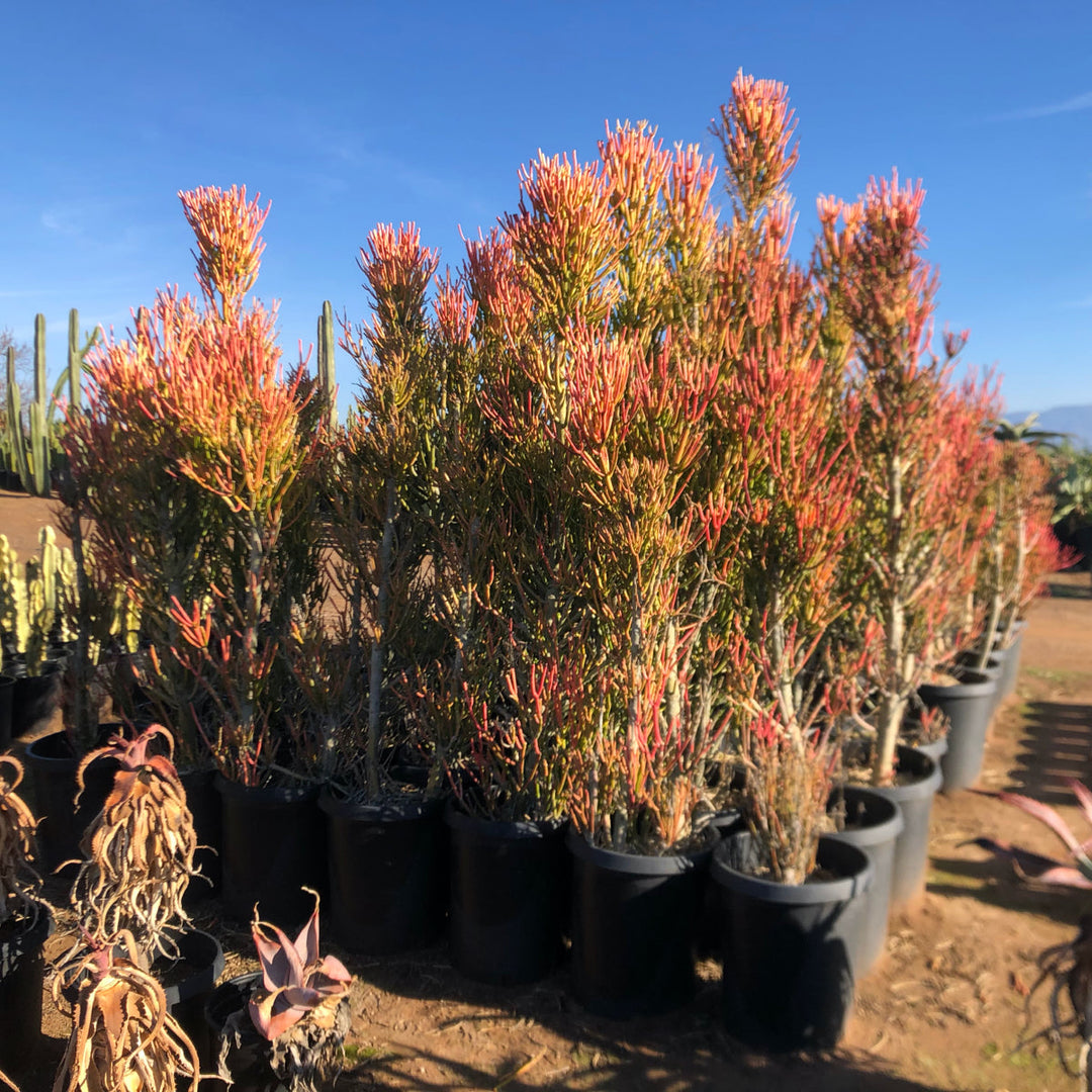 Firestick Plant Euphorbia Tirucalli Sticks on Fire 5 Gallon Red Orange Stems Desert Succulent