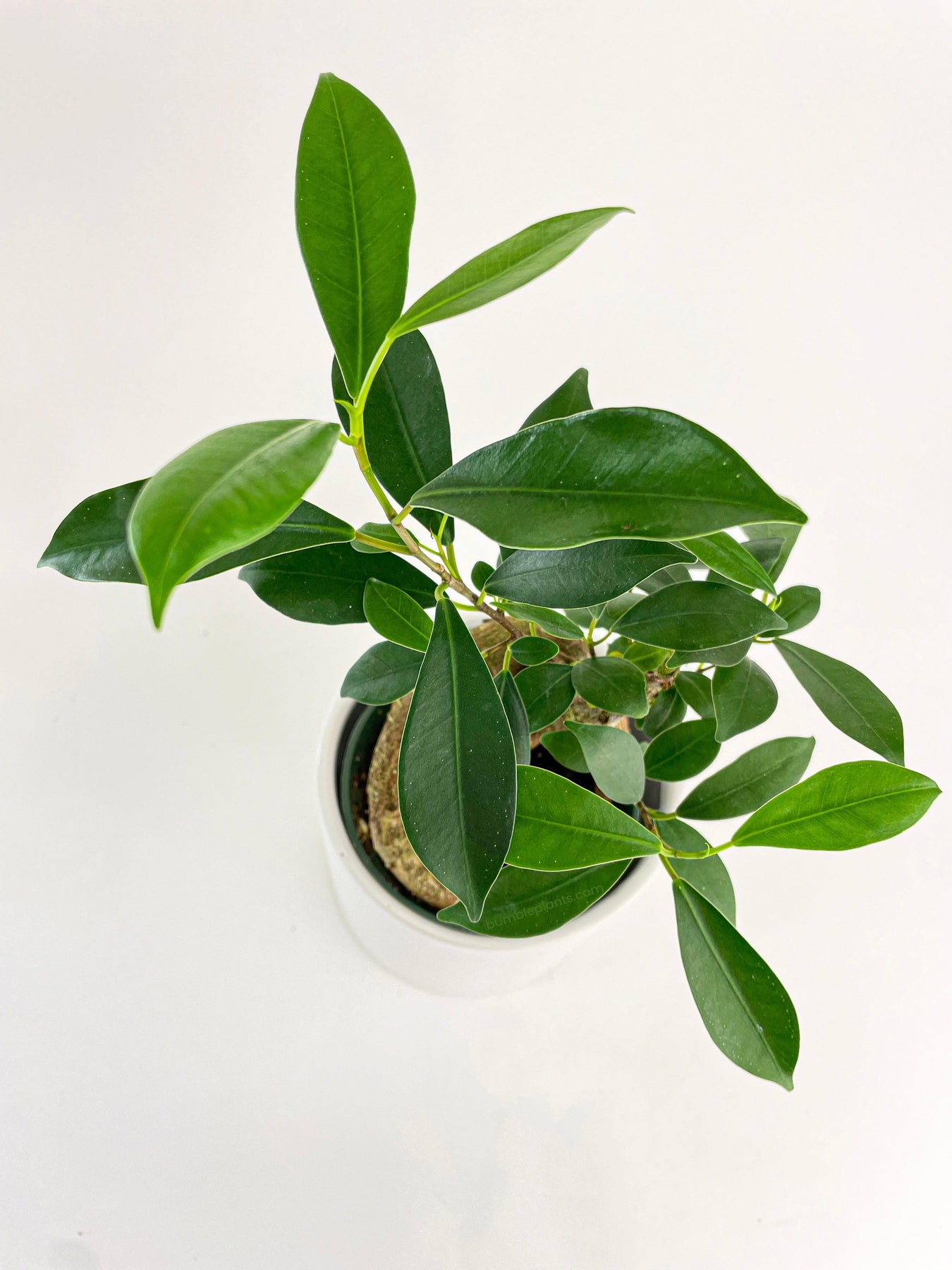 Gringo Tree Ficus Microcarpa 'Moclame' Mini Bonsai Tree | The American Gringo