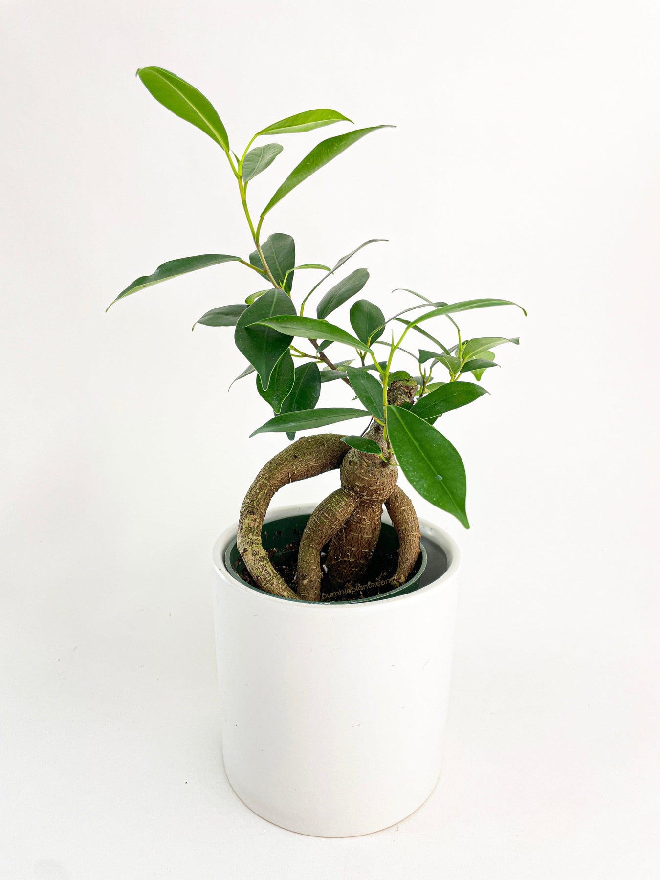 Gringo Tree Ficus Microcarpa 'Moclame' Mini Bonsai Tree | The American Gringo