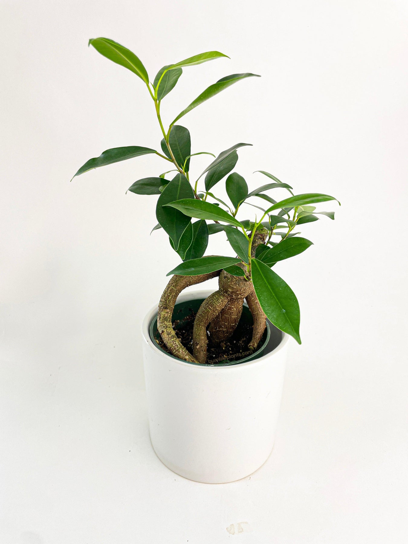 Gringo Tree Ficus Microcarpa 'Moclame' Mini Bonsai Tree | The American Gringo