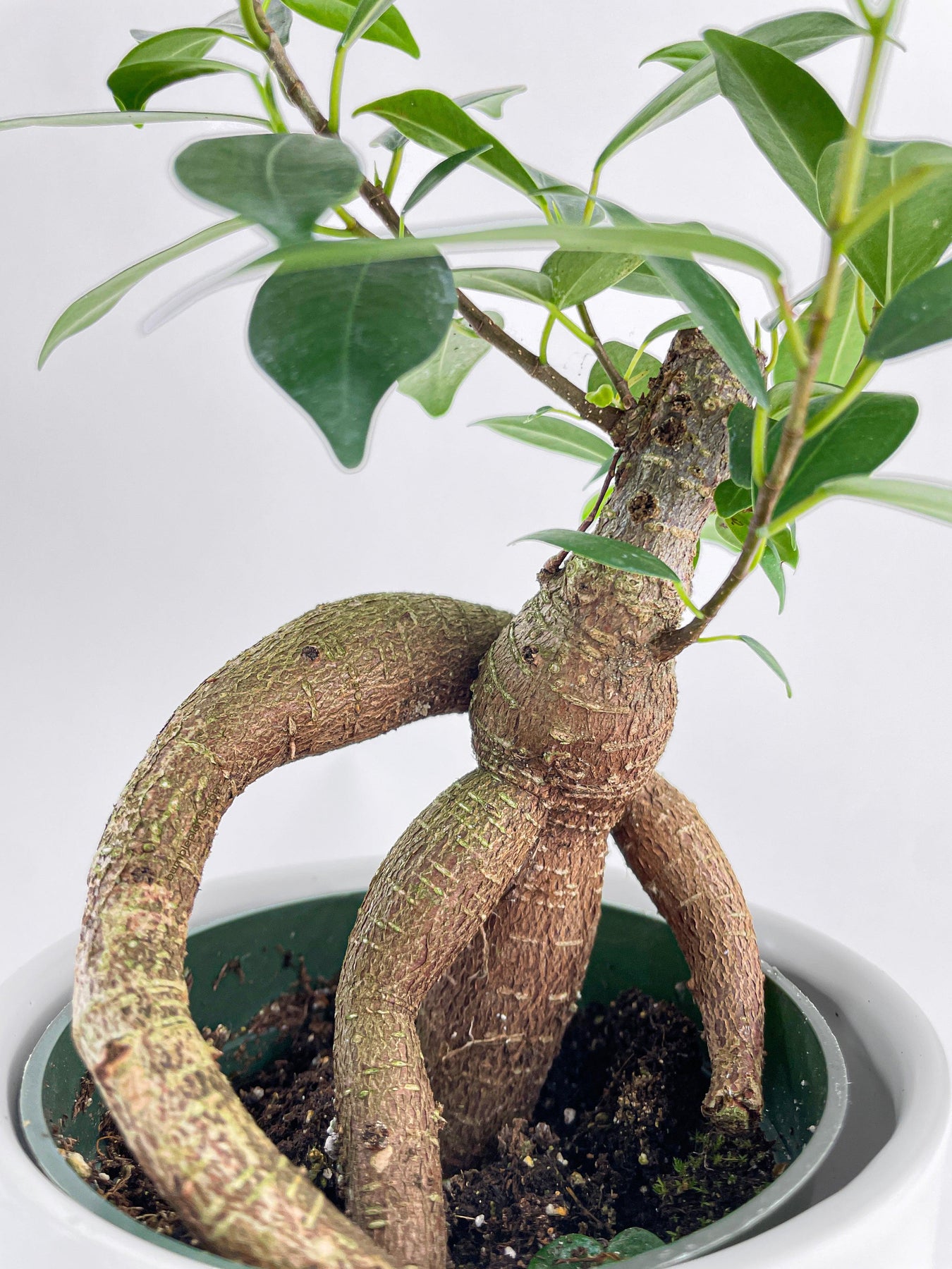 Gringo Tree Ficus Microcarpa 'Moclame' Mini Bonsai Tree | The American Gringo