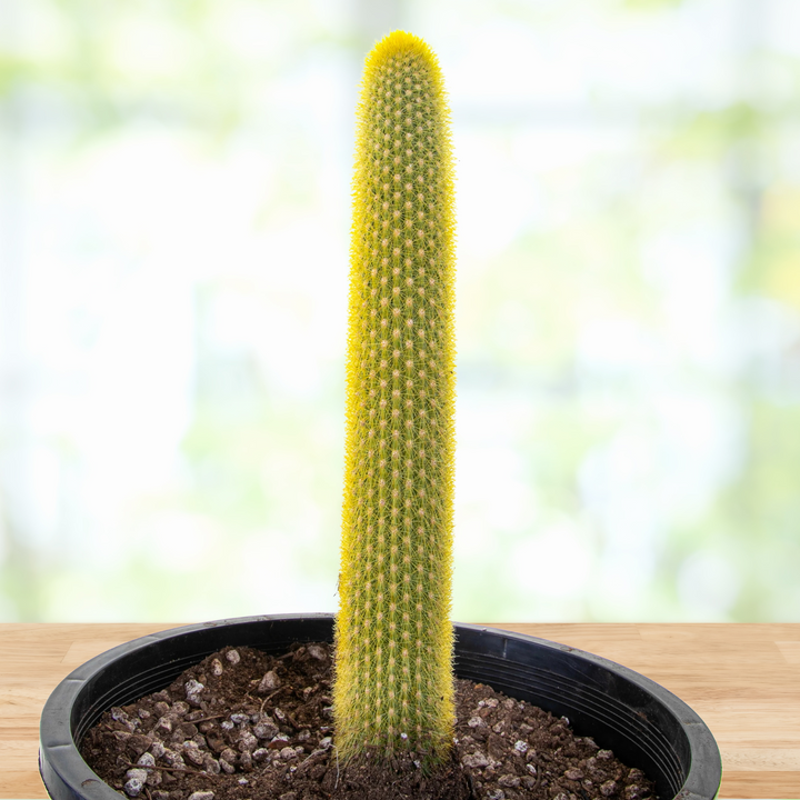 サンヨー Cacti Golden Torch Cactus | The American Gringo