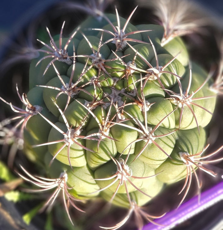 I-77 Exact Gymnocalycium Saglione Cactus in 1 gallon