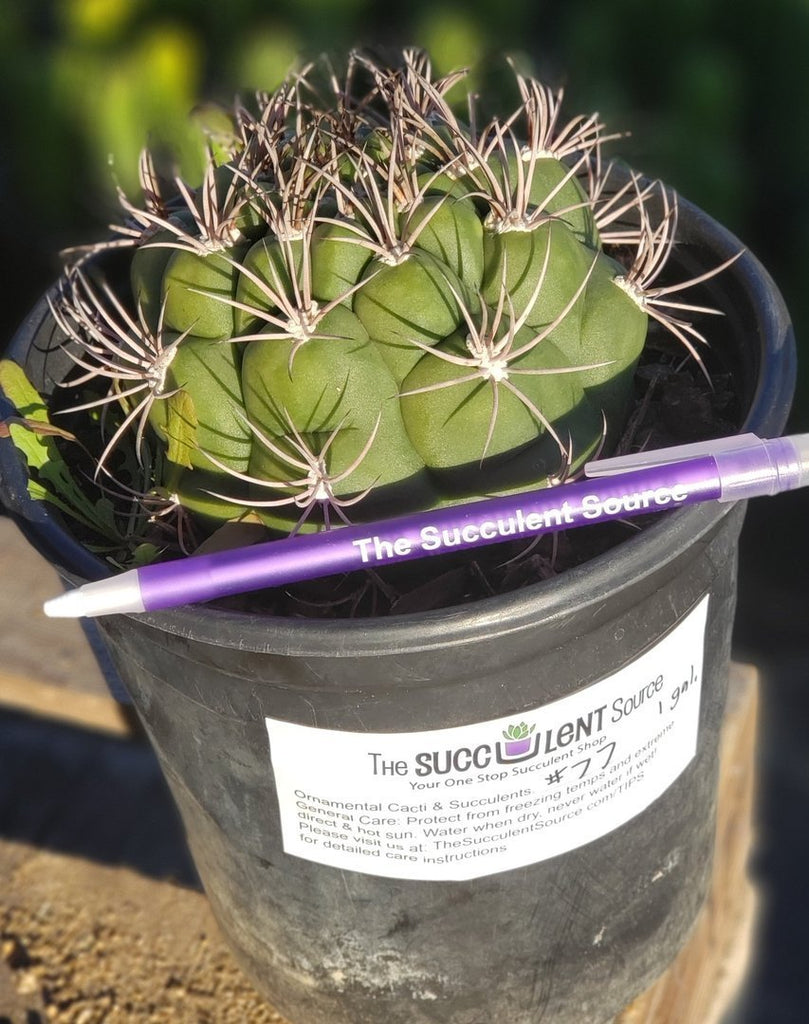 1 gallon succulents I-77 Exact Gymnocalycium Saglione Cactus in 1 gallon