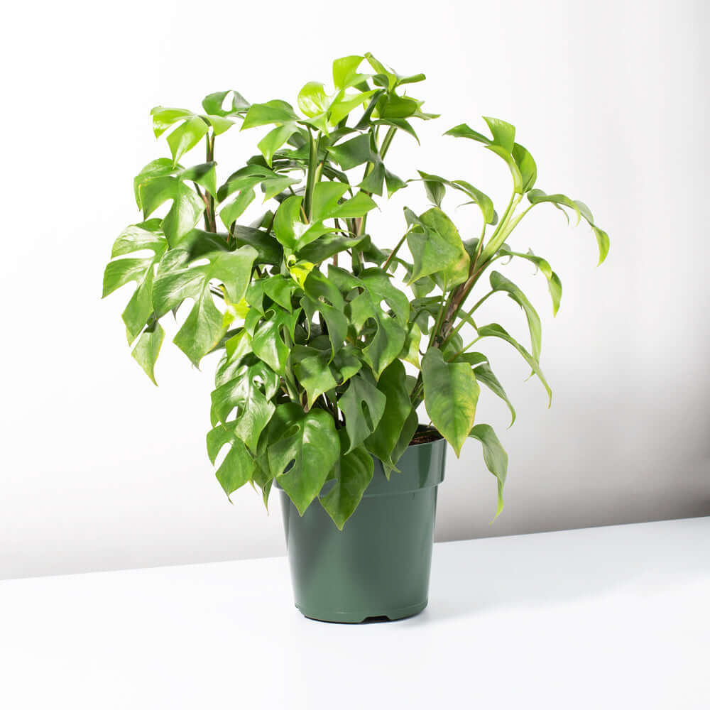 ginny monstera plant Monstera Ginny Mini Leaf Rhaphidophora tetrasperma