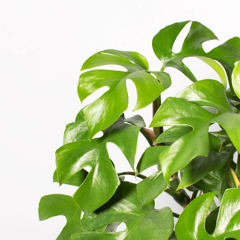 Monstera Ginny Mini Leaf Rhaphidophora tetrasperma Nursery 4