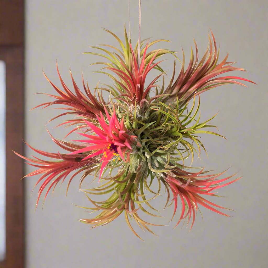 ブロメリア・エアープランツ Tillandsia ionantha  ball Tillandsia Fuego Ball Air Plant | The American Gringo