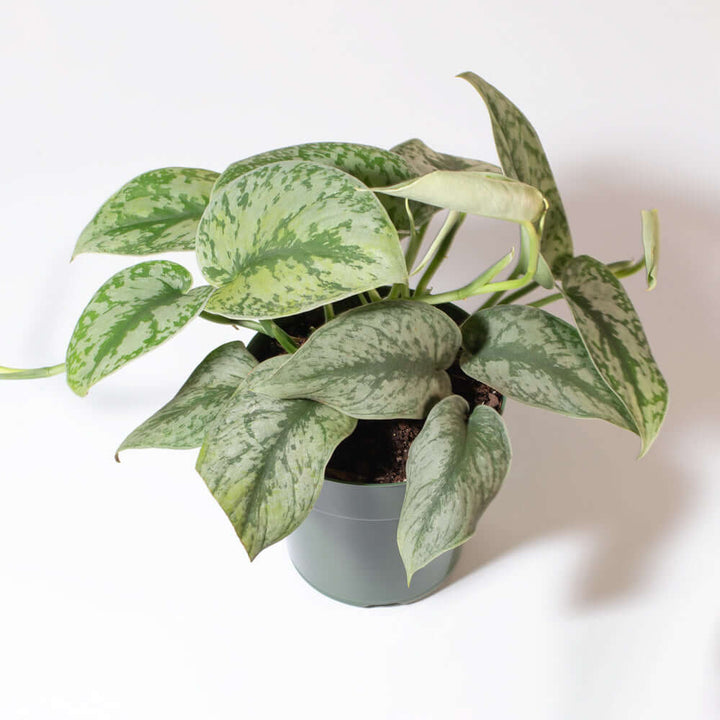 satin pothos silver splash Scindapsus Exotica Silver Satin Pothos Selene Ceramic 6.5" Marble Planter