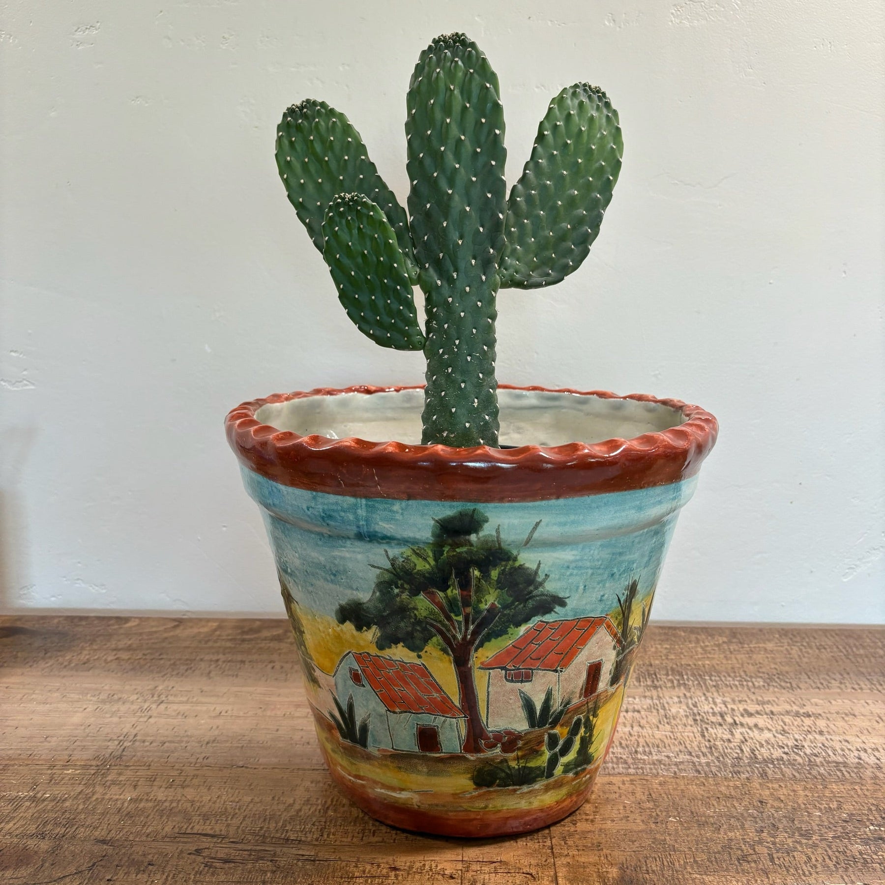prickly pear cactus in a pot Cowboy Prickly Pear