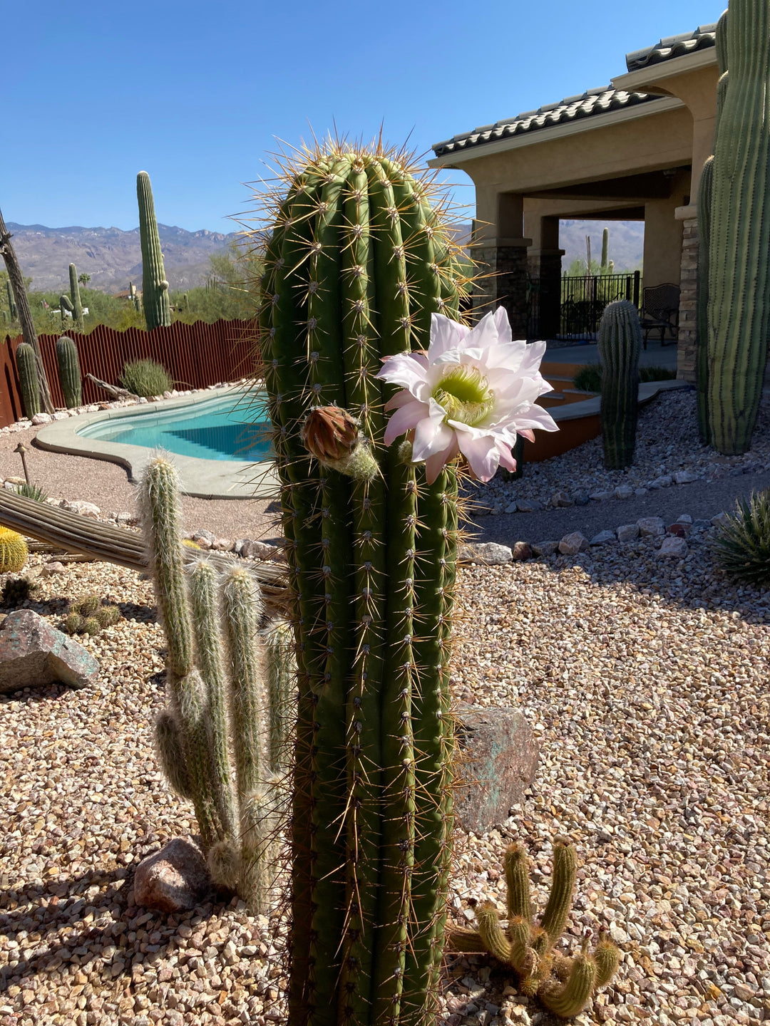 cactus america South American Saguaro