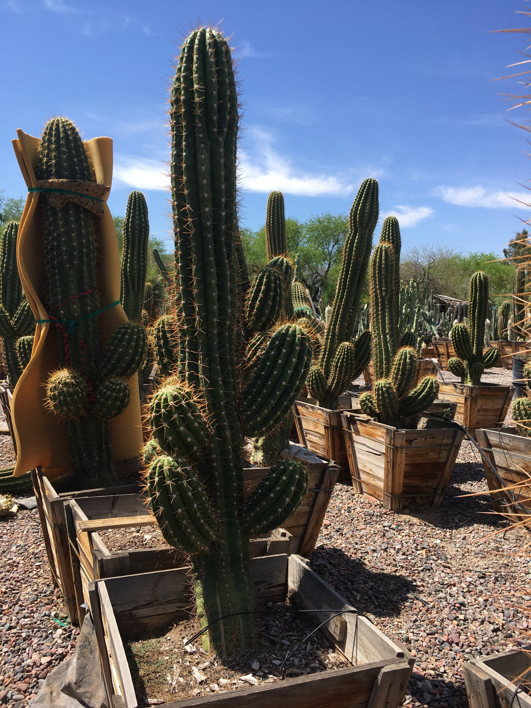 saguaro cactus house plants South American Saguaro