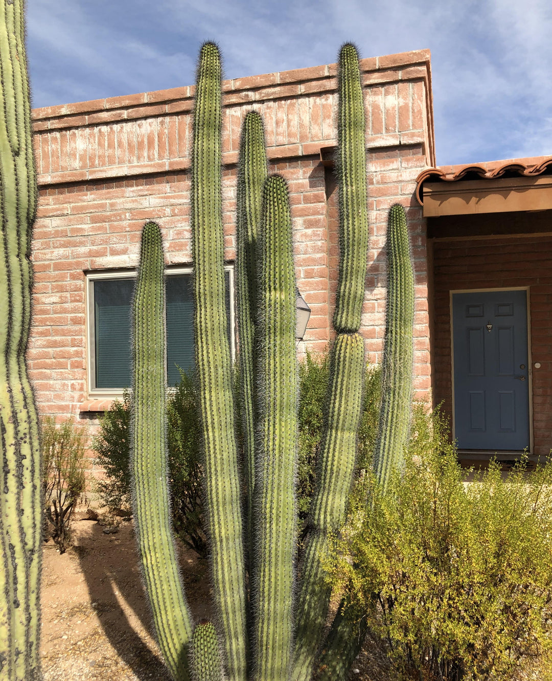 Organ Pipe Cactus 15