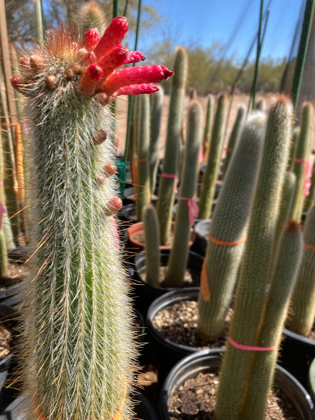 san pedro torch cactus Silver Torch Cactus