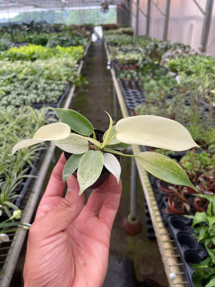 philodendron florida ghost kaufen Philodendron Florida Ghost