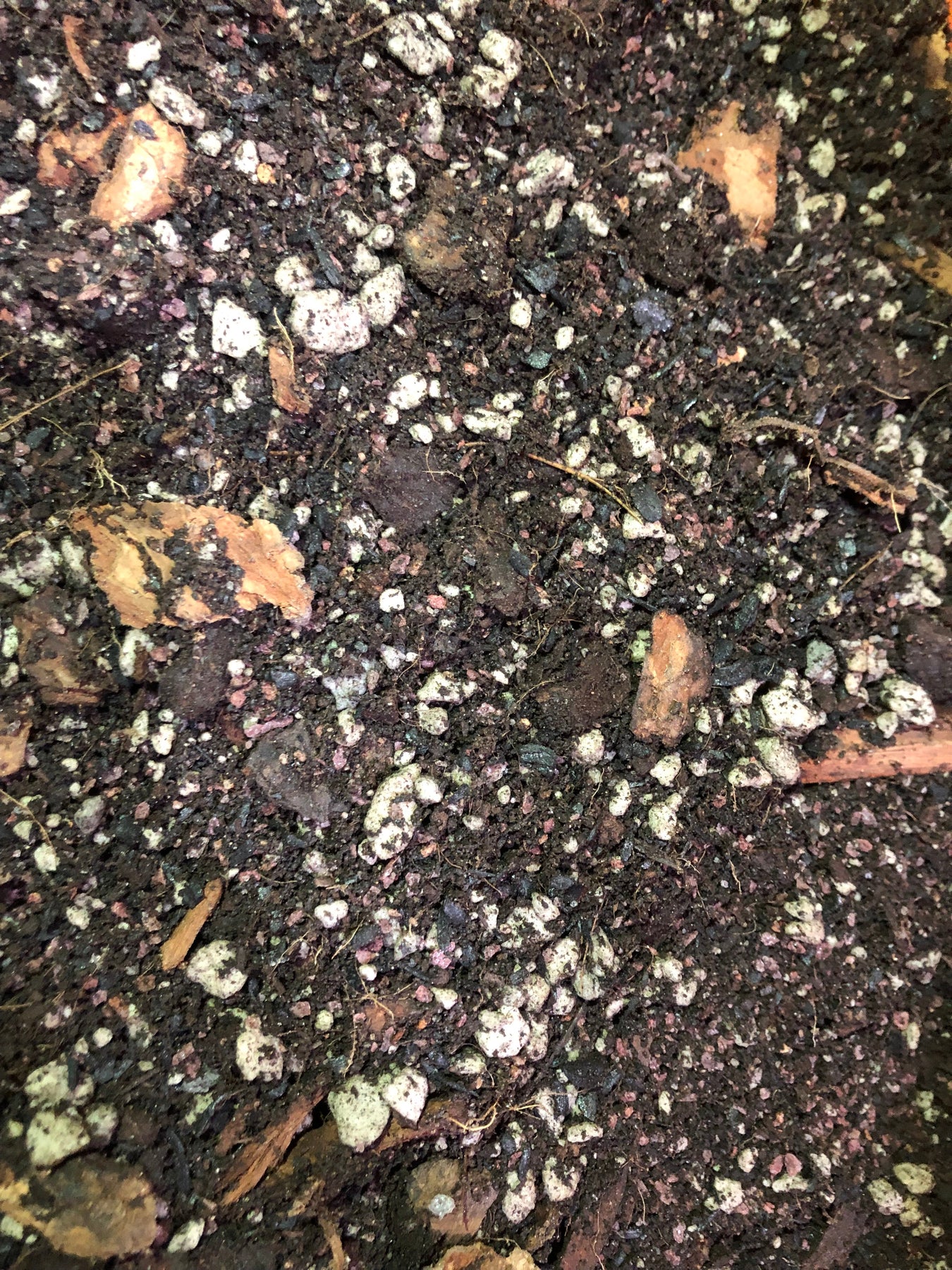 Gringo Tree Apricot Tree Premium Potting Mix | The American Gringo