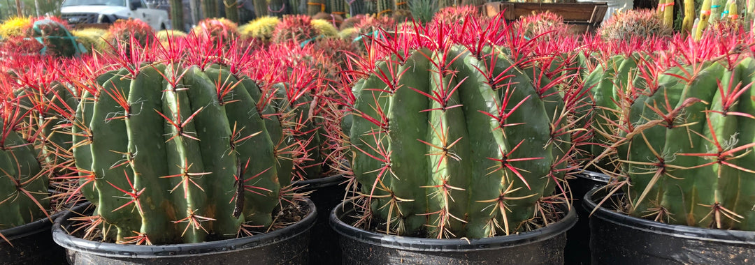Ferocactus Pringlei 10 gal