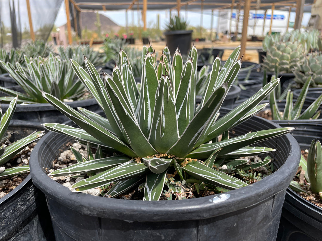 Queen Victoria Agave | The American Gringo