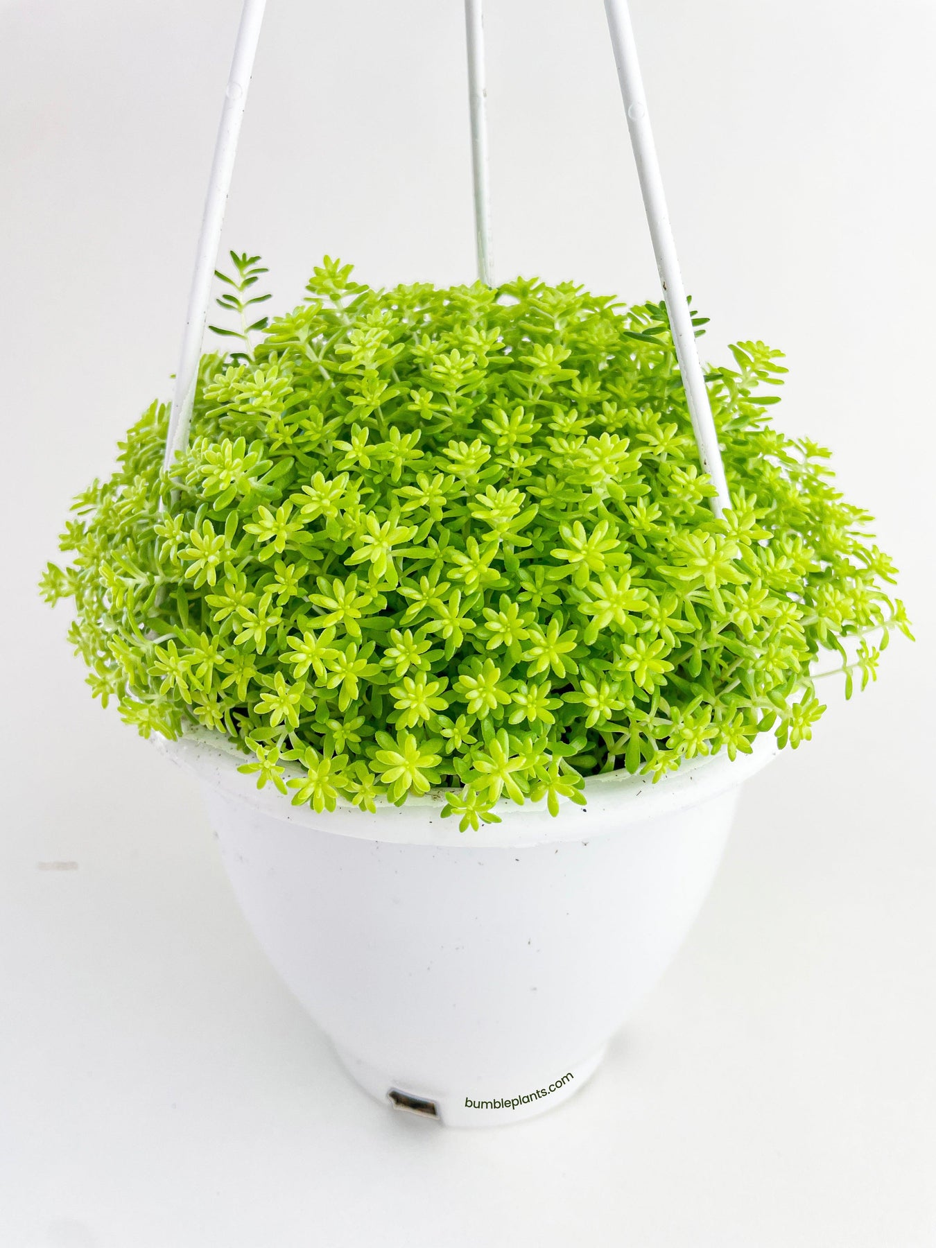 tokyo sun succulent care Sedum Japonicum 'Tokyo Sun' (Tokyo Sun Stonecrop)