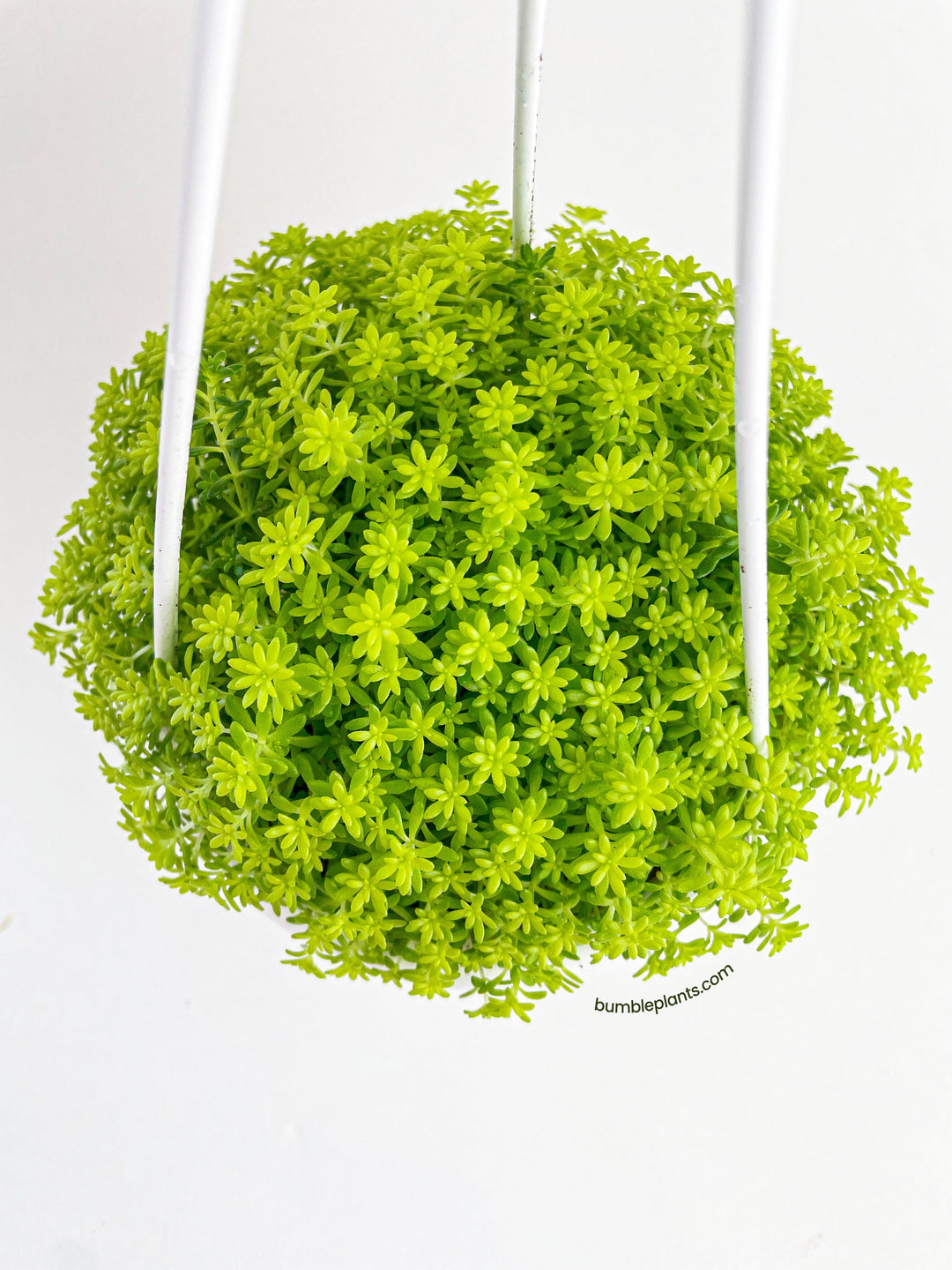 tokyo succulent Sedum Japonicum 'Tokyo Sun' (Tokyo Sun Stonecrop)