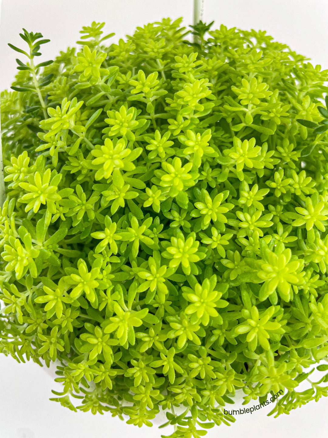 tokyo succulent Sedum Japonicum 'Tokyo Sun' (Tokyo Sun Stonecrop)