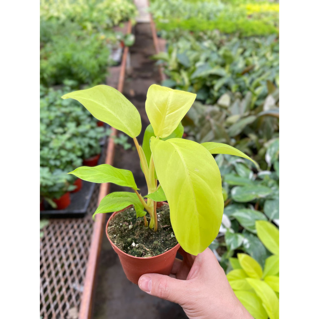 Philodendron Golden Goddess - Thumbnail 2