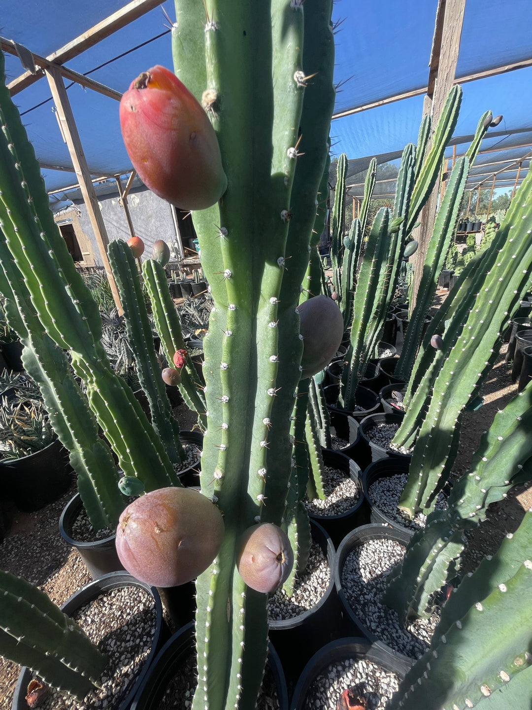 Peruvian Apple Cactus 20