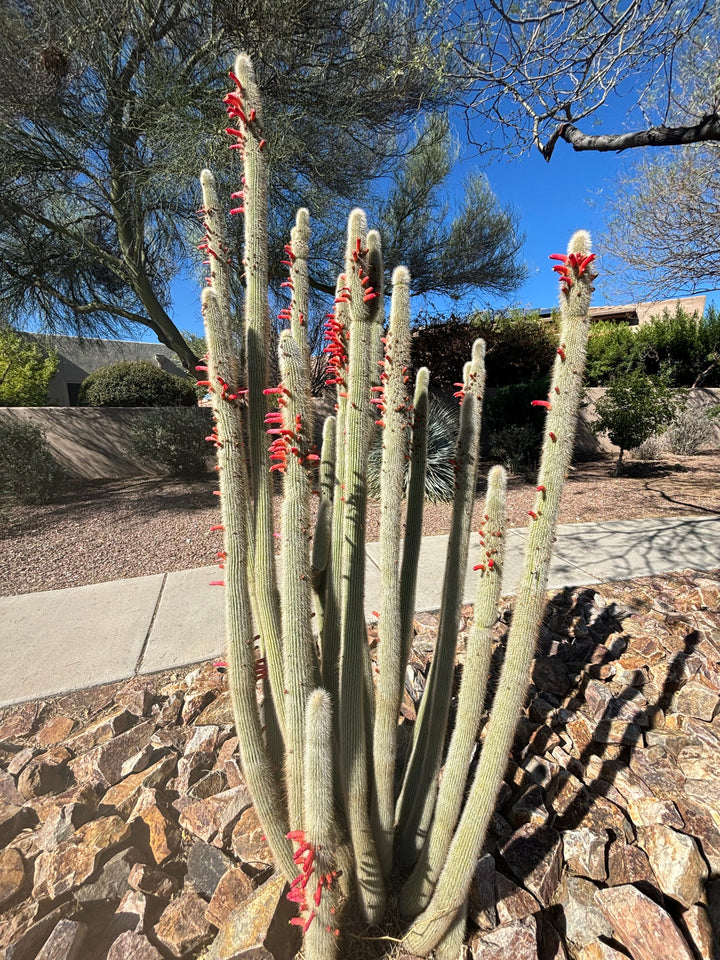 Silver Torch Cactus 12