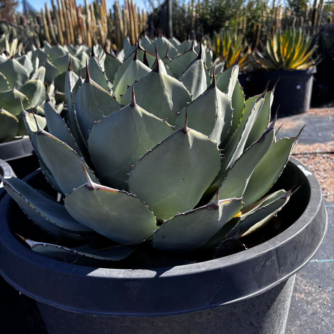 Agave Parryi Truncata | The American Gringo