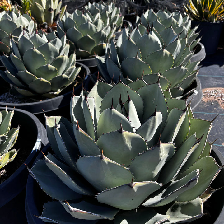 agave truncata Agave Parryi Truncata 15 Gal 12x16