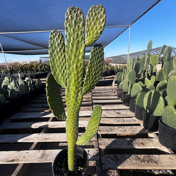 plains prickly pear cactus for sale Cowboy Prickly Pear