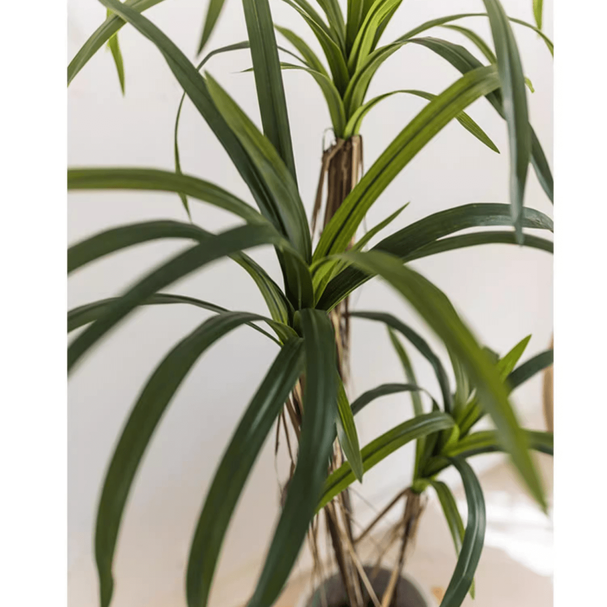 Gringo Tree Artificial Dracaena Tree | The American Gringo