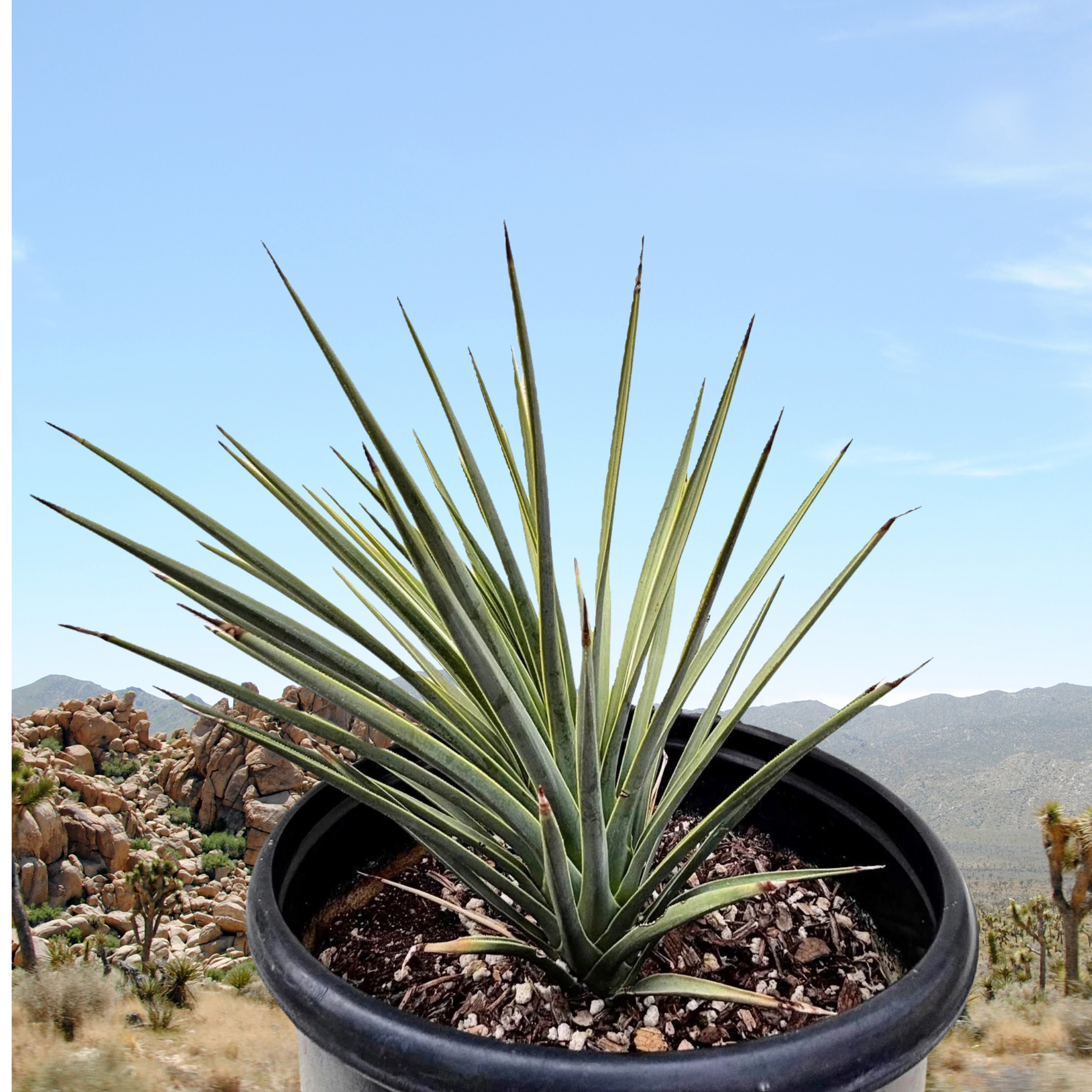 Gringo Tree Joshua Tree | The American Gringo