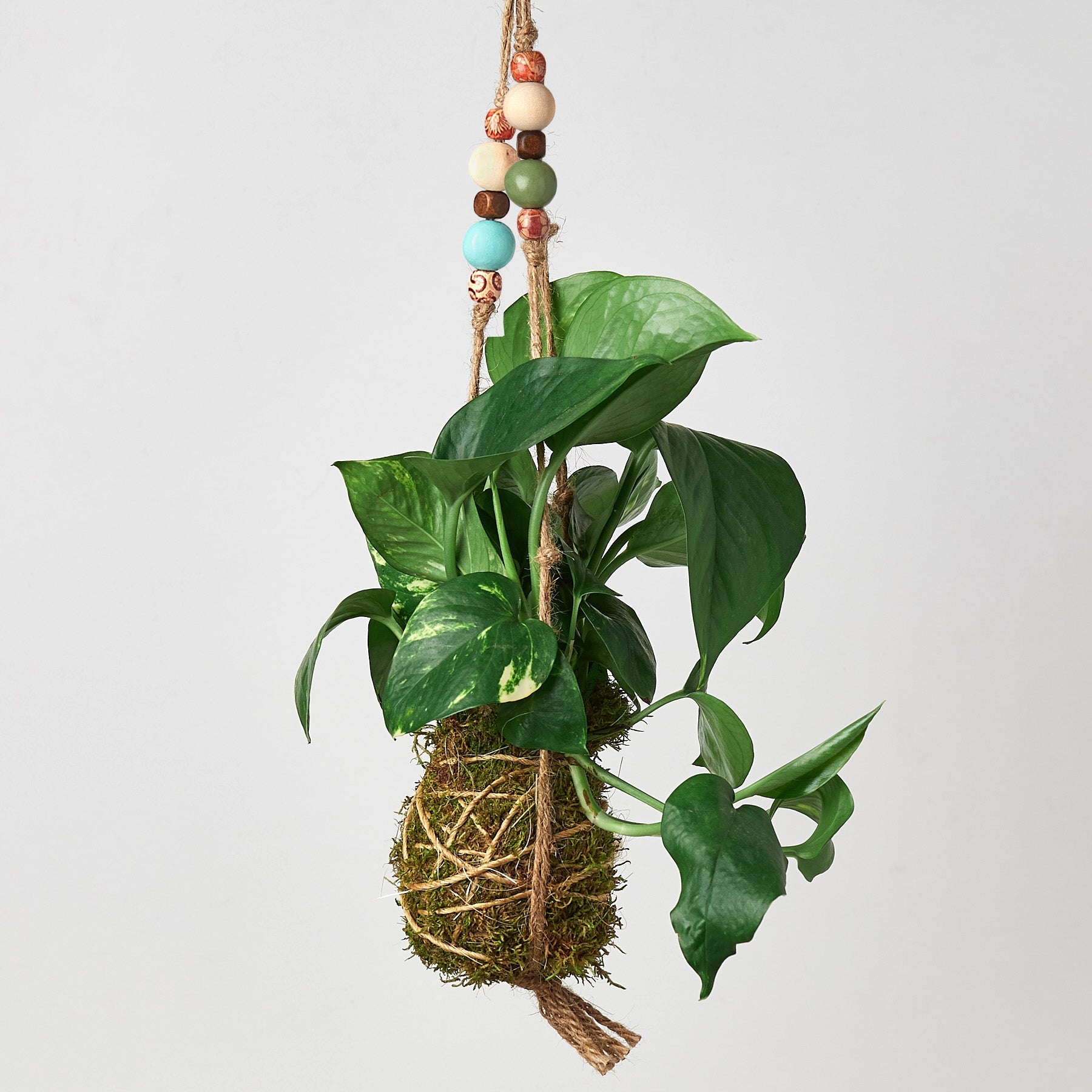 beading pothos Bead Kokedama Moss Ball Hanging Plant Size Brasil
