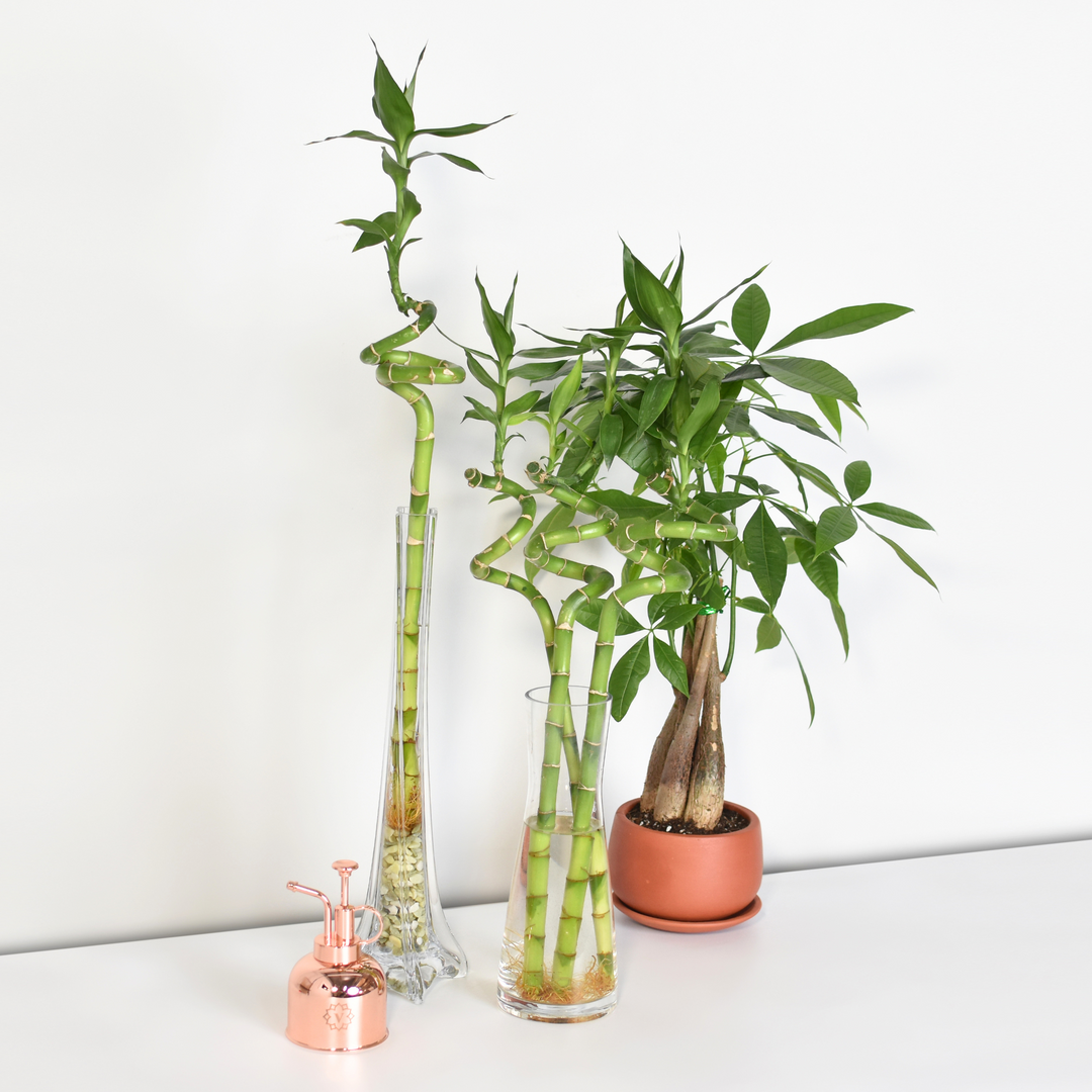 tall vase for lucky bamboo Lucky Bamboo Twists Water Plant MEDIUM