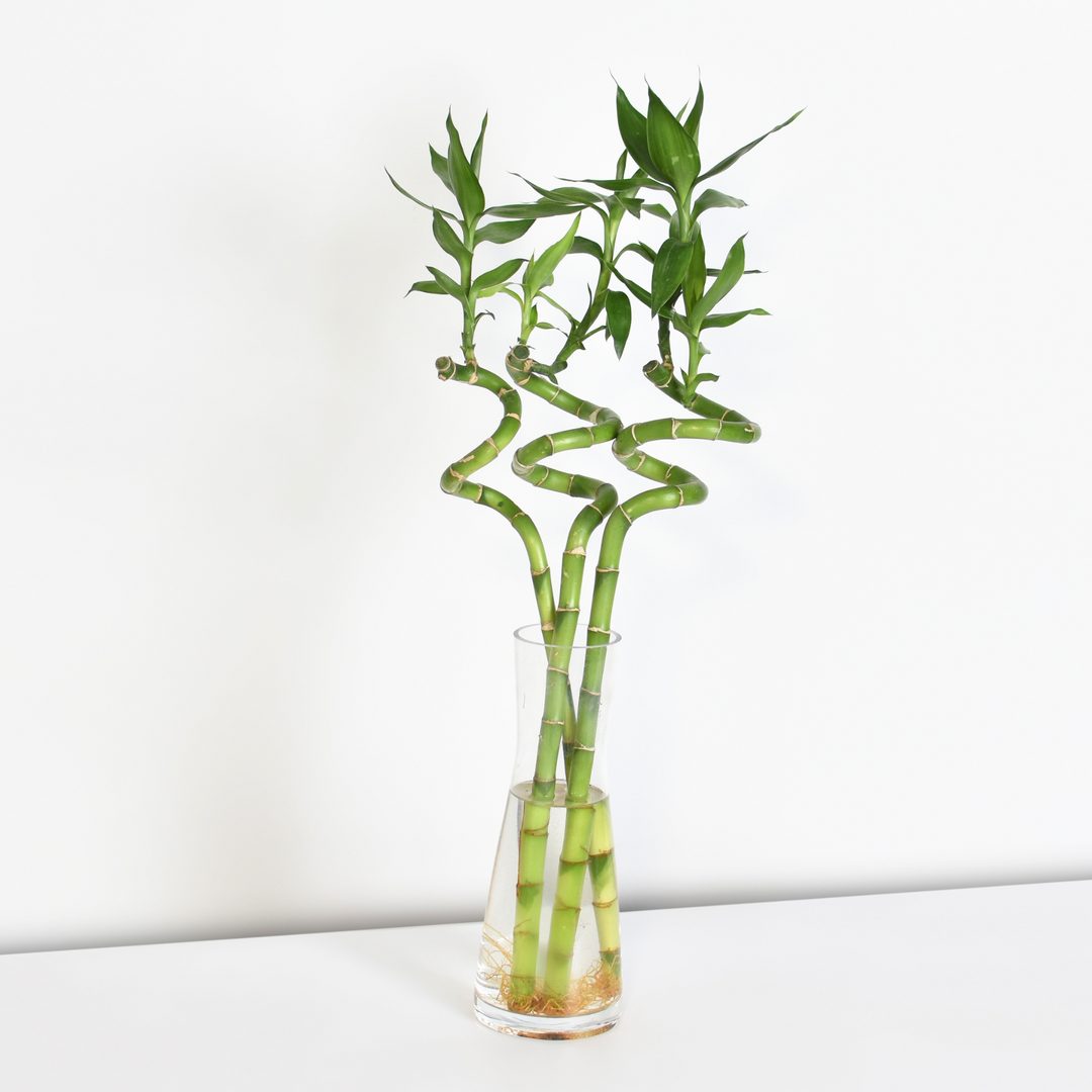 lucky bamboo tube Lucky Bamboo Twists Water Plant MEDIUM XL Bundle (4 Stalks, Vase & Rocks)