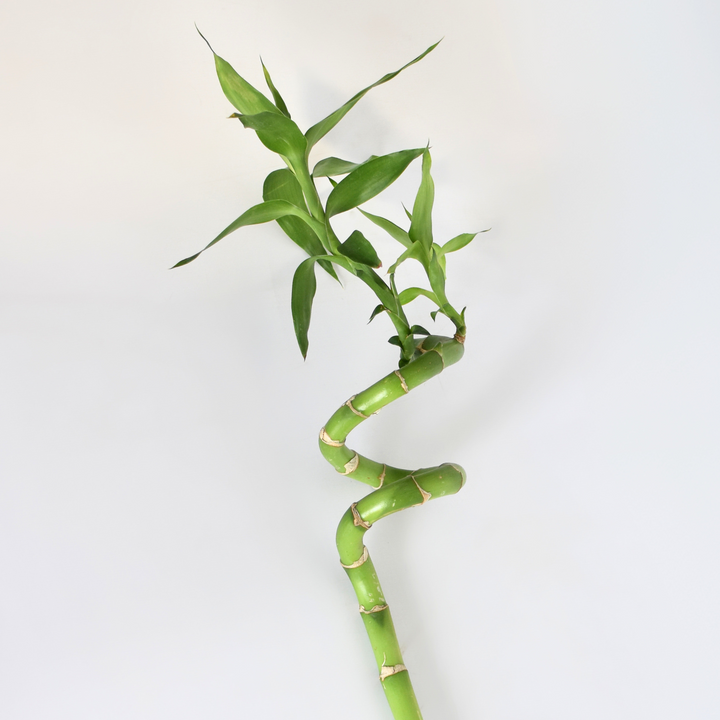 three lucky bamboo Lucky Bamboo Twists Water Plant MEDIUM