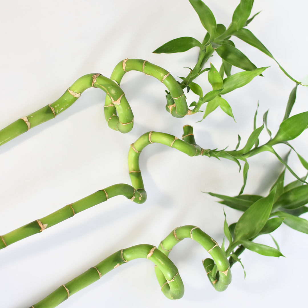 lucky bamboo spiral sticks Lucky Bamboo Twists Water Plant MEDIUM