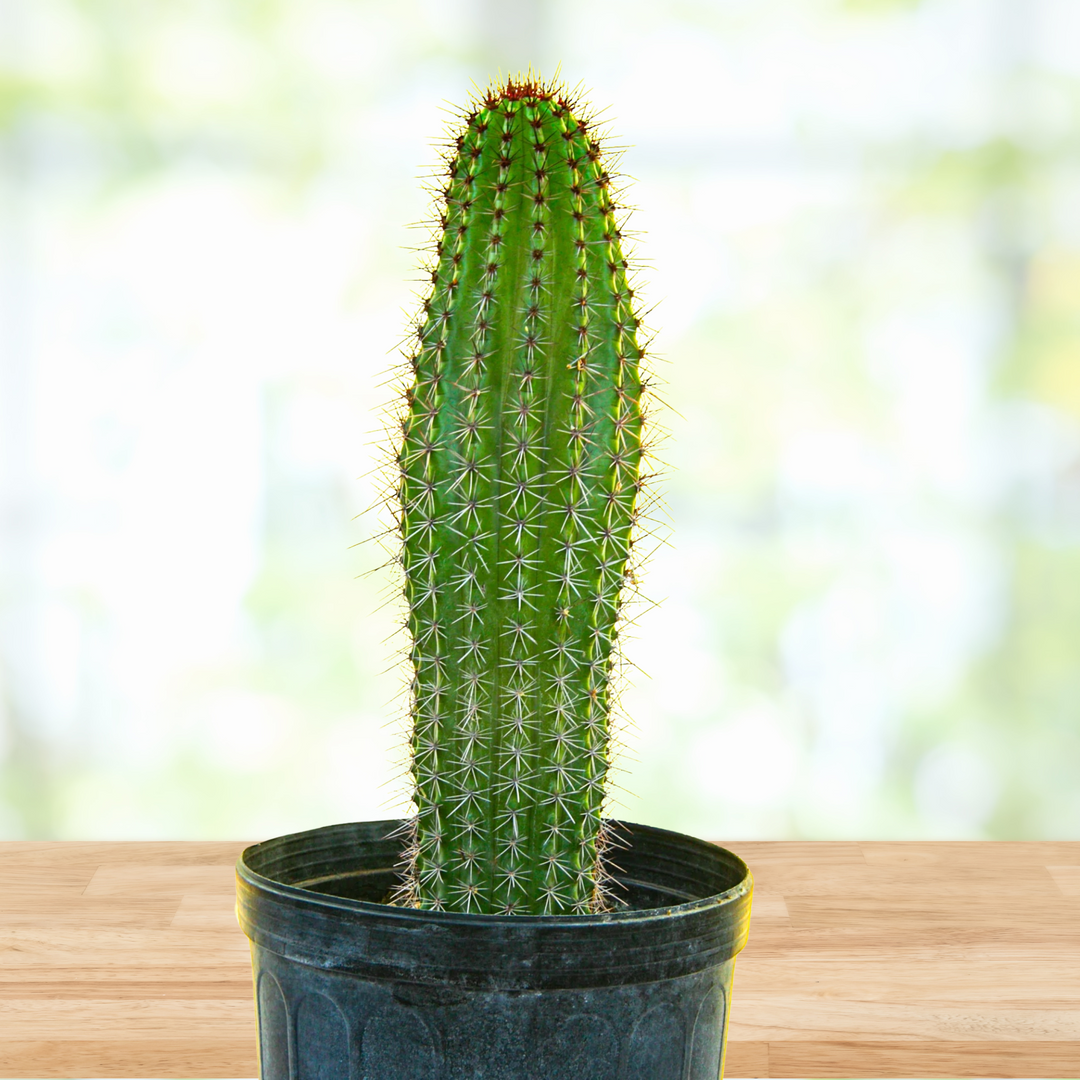 cactus cigarette receptacle Original Case - Cigarette case - compact container Mega Cactus Bong Bad