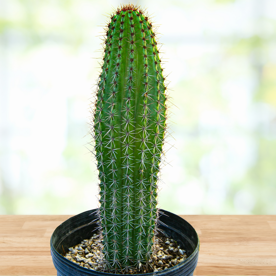 cactus cigarette receptacle Butt in Interior Trash Cans piece flame retardant polyethylene construction opens easily and includes a 1 gallon galvanized bucket for quick cleaning. Organ Pipe Cactus 15"-18" Tall