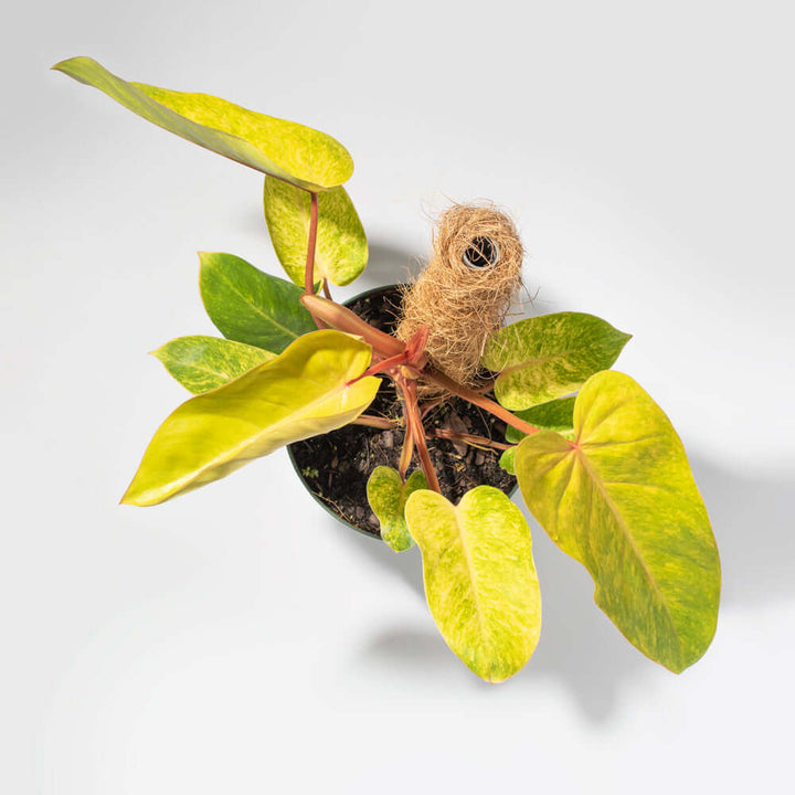 painted lady philodendron hybrid Philodendron 'Painted Lady' Nursery 8" with Moss Pole