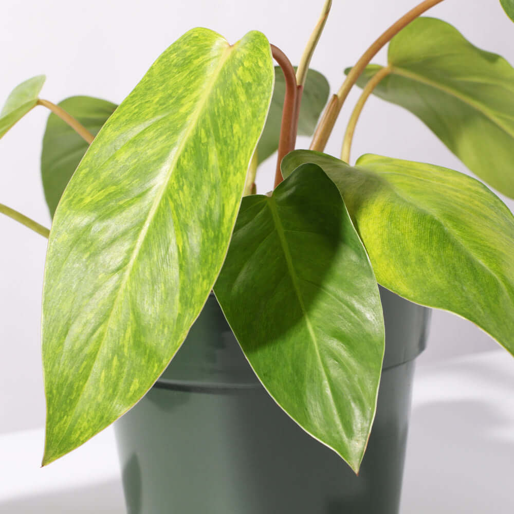 “Painted Lady” Hybrid Climbing Plant (Philodendron) Nursery 6