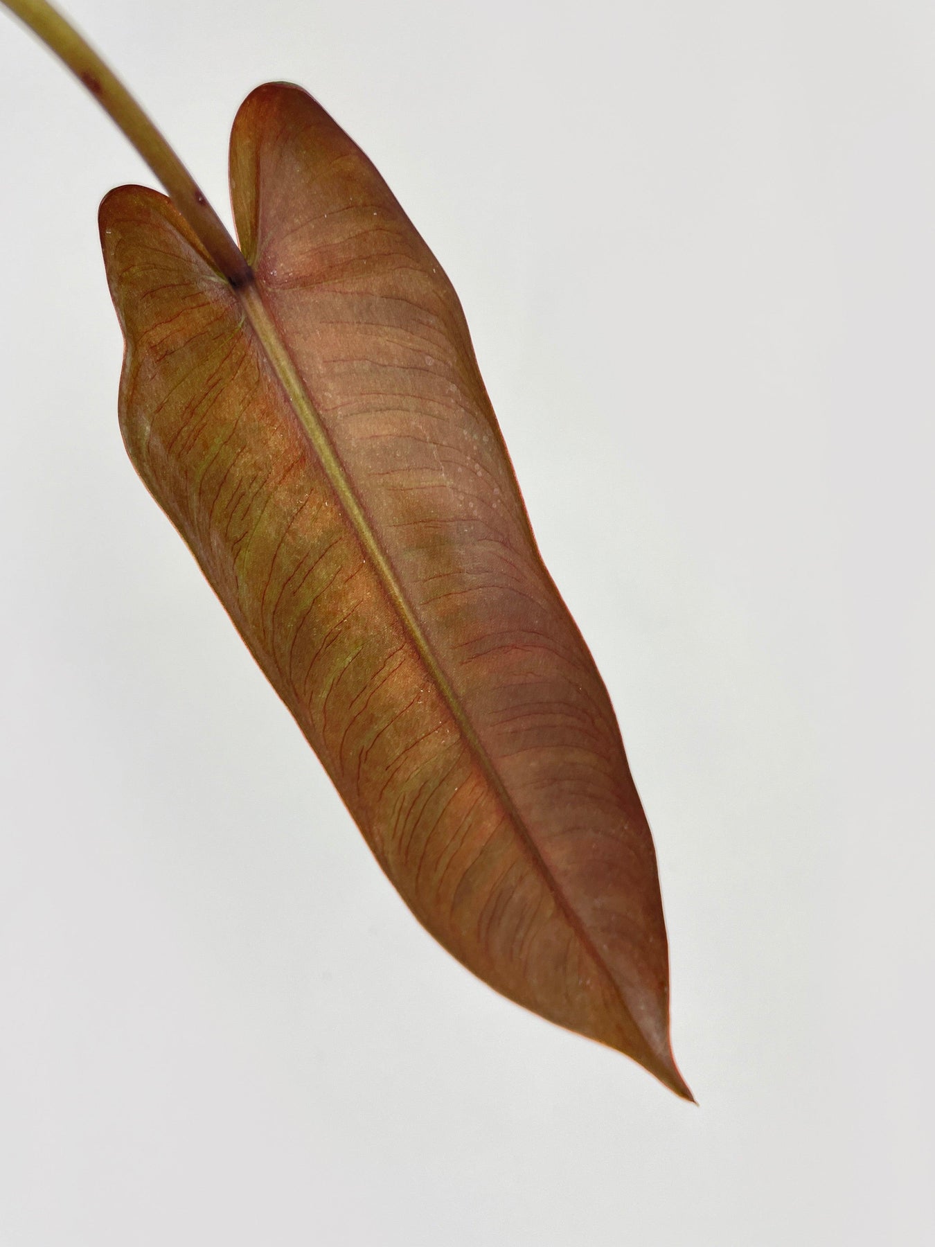 philodendron atabapoense buy Philodendron Atabapoense