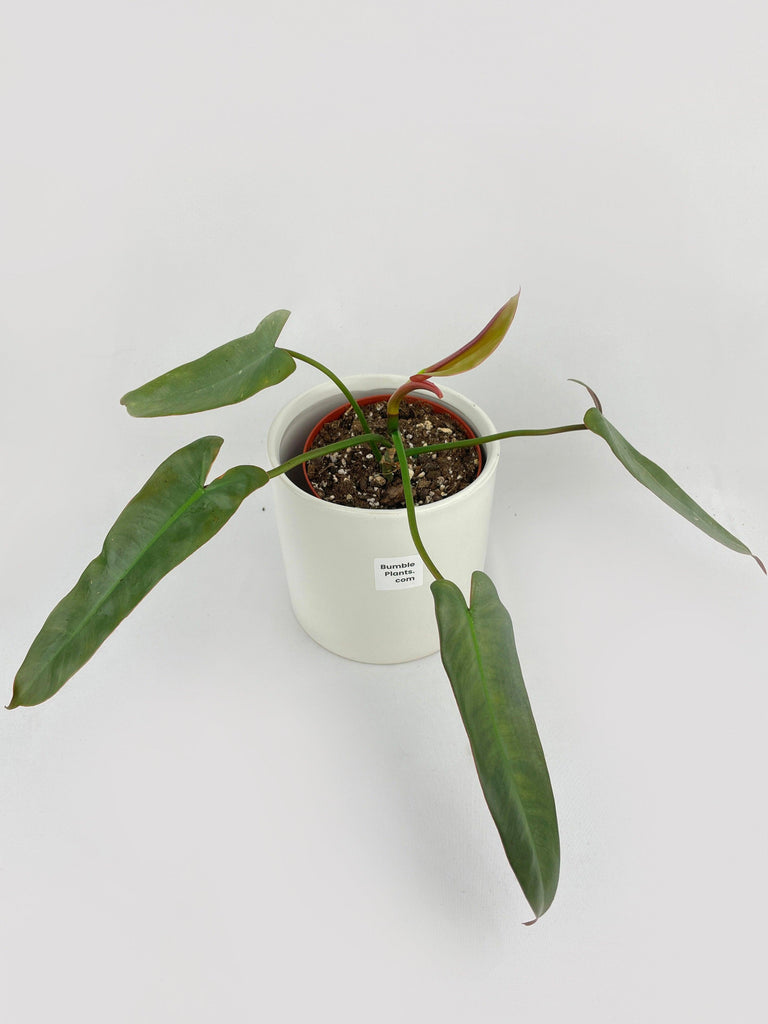 best aritificial philodendron leaf 17in Tall Potted Philodendron