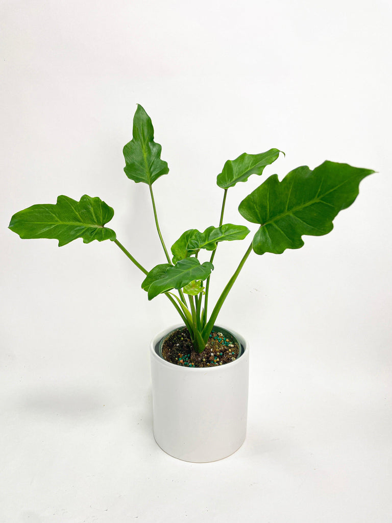 philodendron 'shangri la Philodendron Bipinnatifidum Shangri-La
