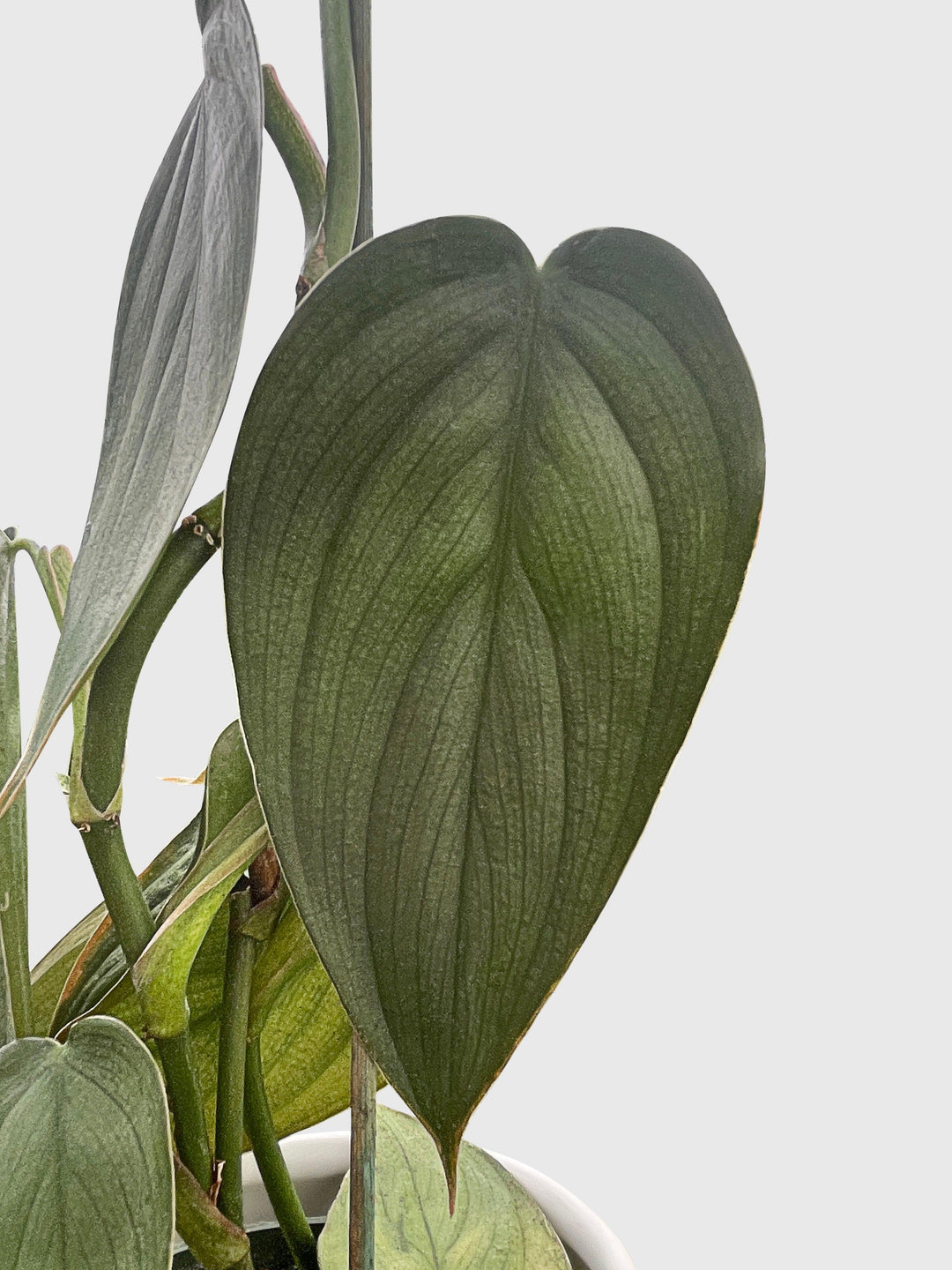 philodendron burle marx fantasy care Philodendron Burle Marx Fantasy