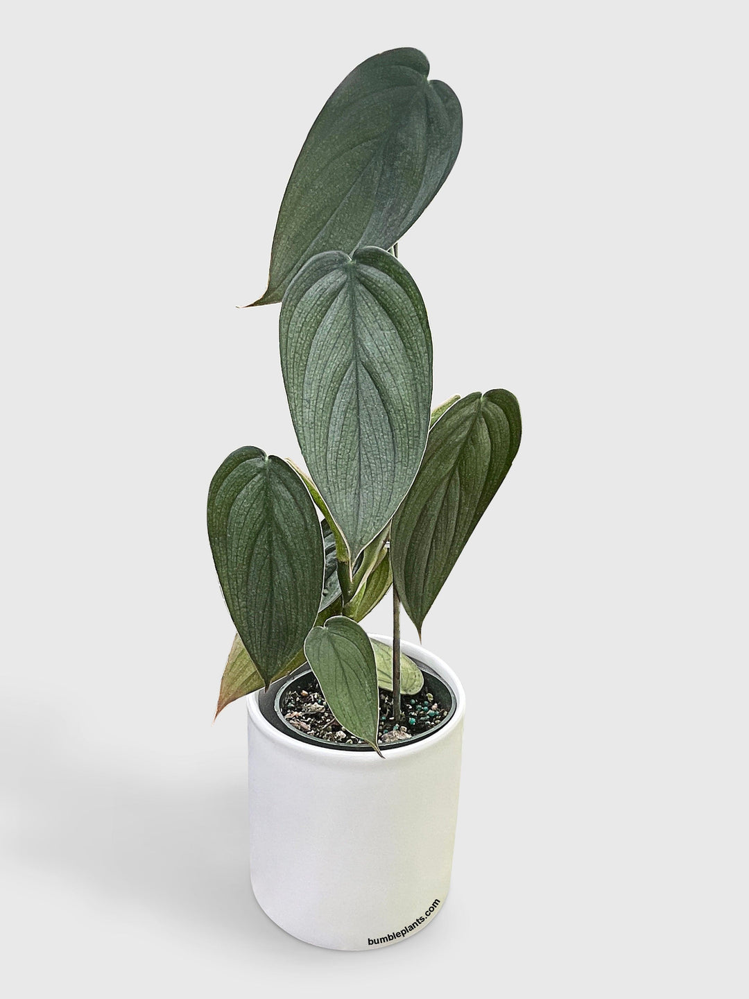 Philodendron Burle Marx 'Fantasy'