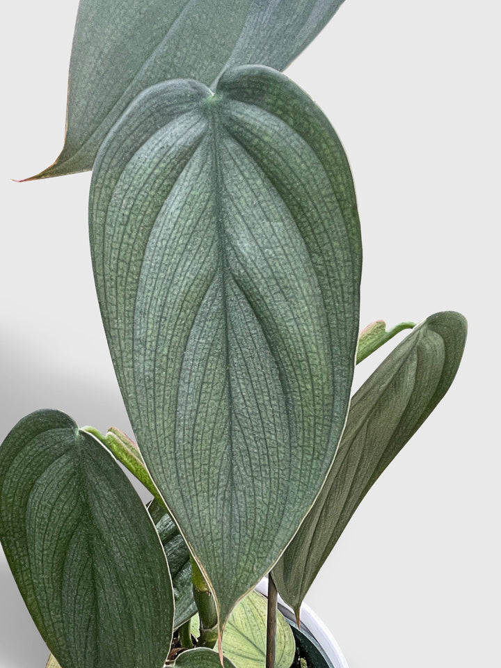 philodendron burle marx fantasy mature Philodendron Burle Marx 'Fantasy'