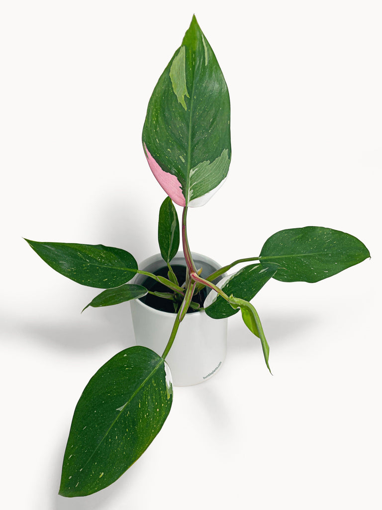 philodendron princess tricolor Philodendron White Princess Pink 'Tricolor' Variegata