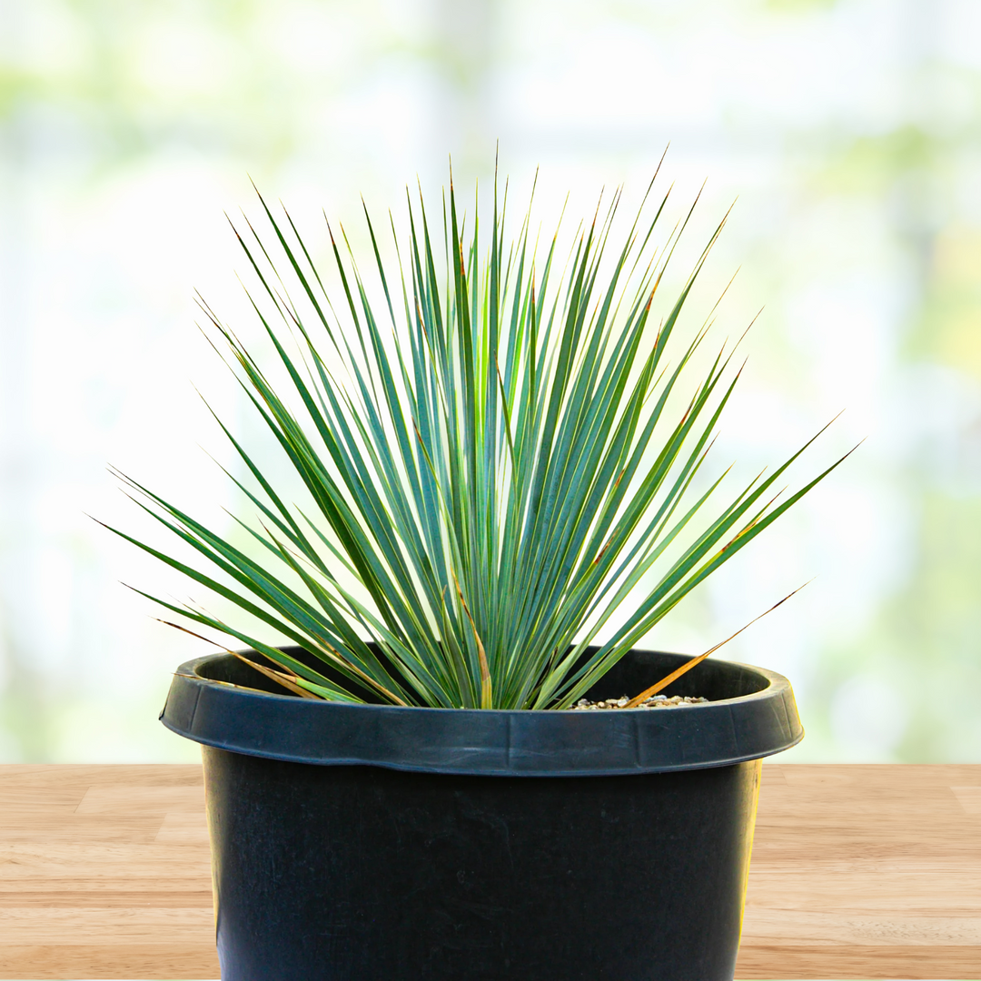 Yucca Rostrata | The American Gringo