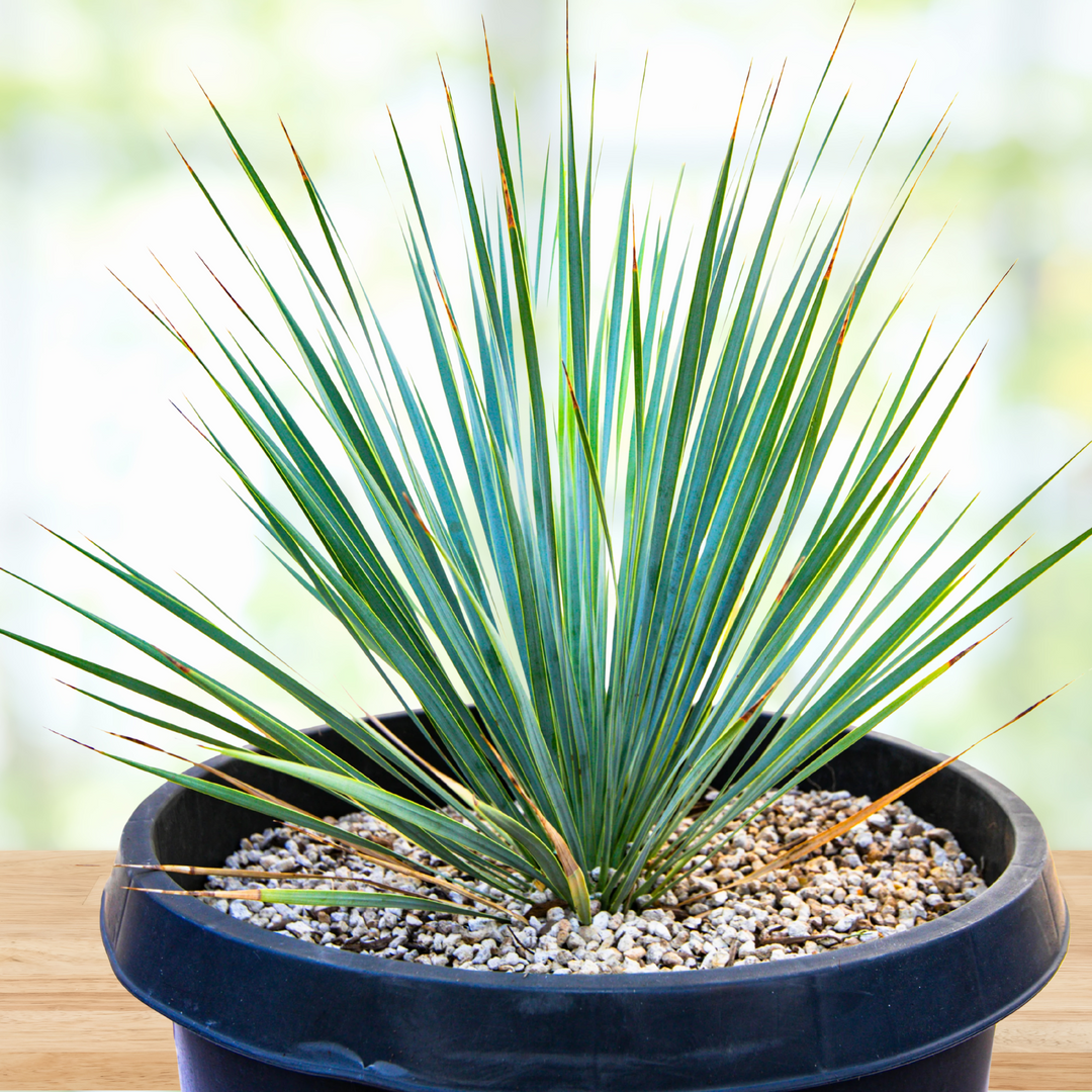 Yucca Rostrata 15